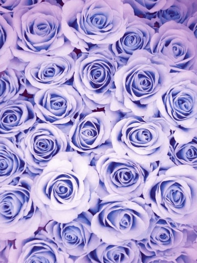 purple roses