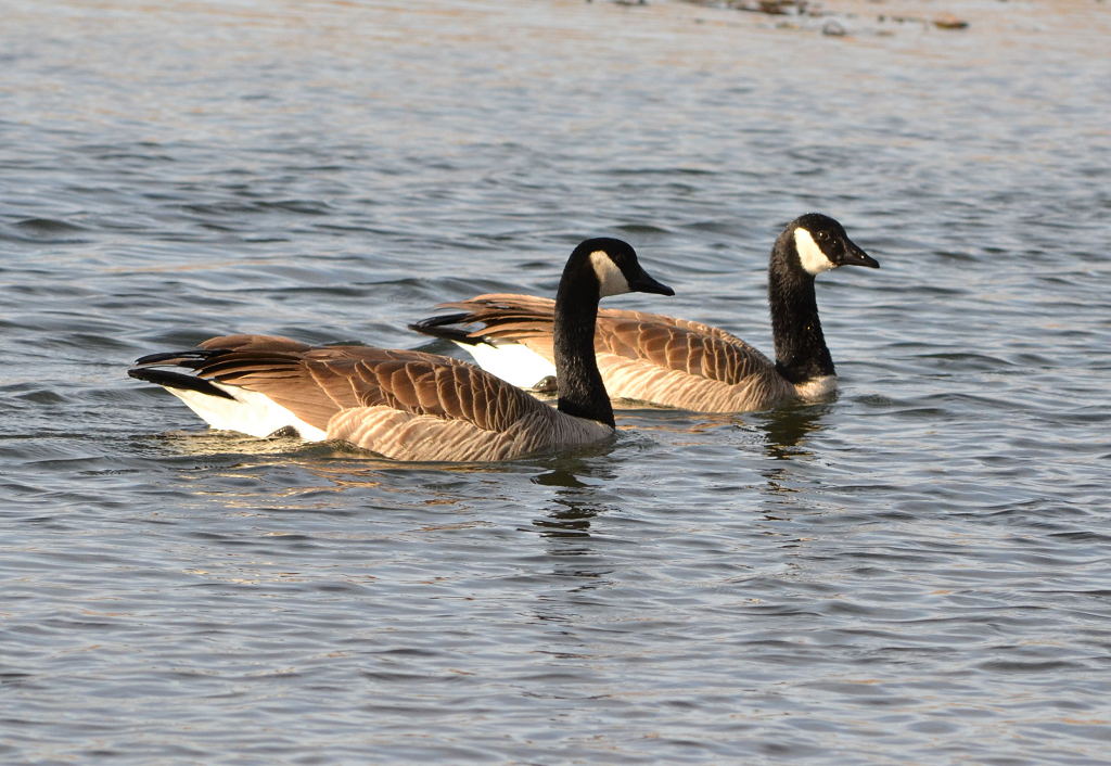 goose couple
