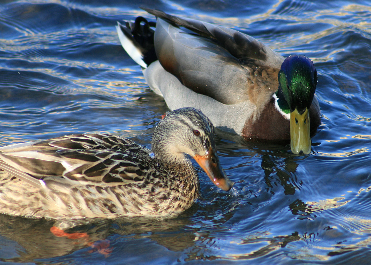 mallards