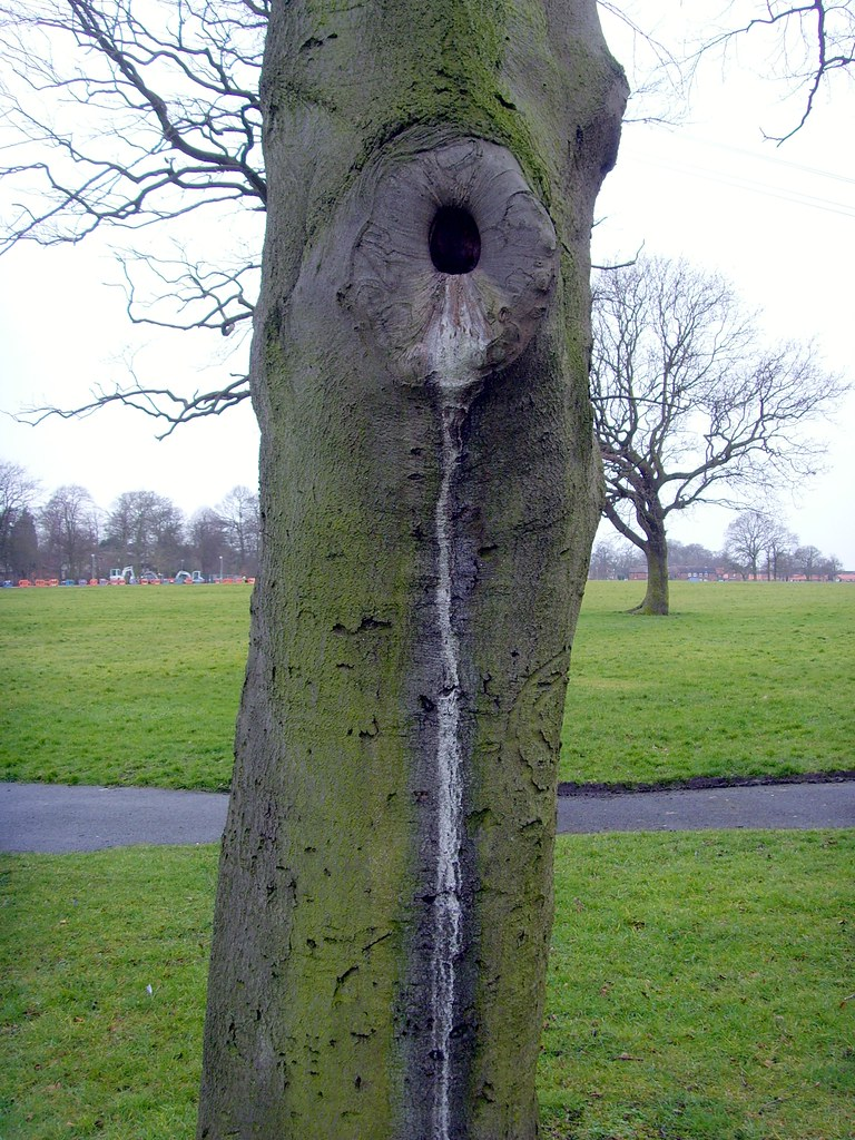 sick tree