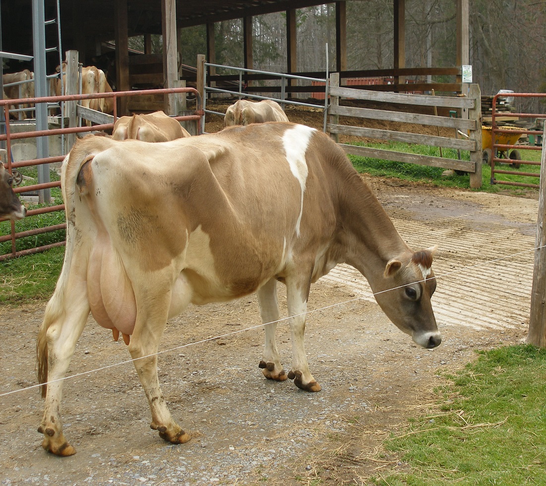 Queens of the Dairy | bull city mom